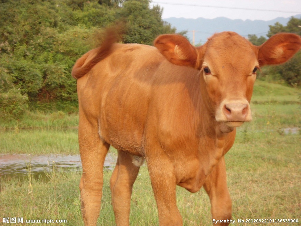 牛应该怎么喂？牛每天应该吃多少？
