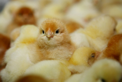 鸡的饲养和生长过程中需要准备哪些管理技术？
