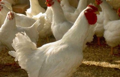 3月8日，CFT鸡评论称，鸡蛋价格持续上涨，白羽鸡价格持续上涨