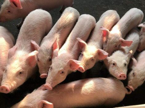 非中南地区的生猪禁止进入广东。四种猪仍然可以转移到中南地区