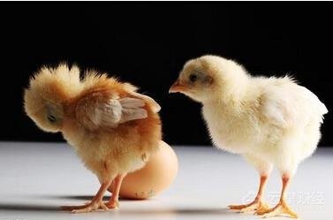 7月30日，CFT鸡评论称，部分地区鸡蛋价格出现回调迹象。淘鸡价格稳定，白羽鸡价格持续波动
