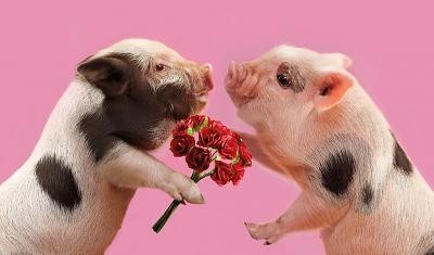 中国农业科学院启动了一项“养猪和本地化”的重大计划
