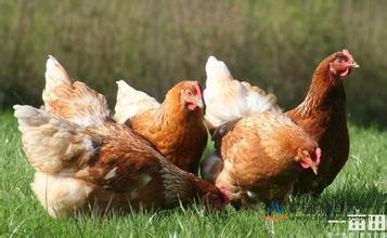 如何加强蛋鸡春季饲养管理？
