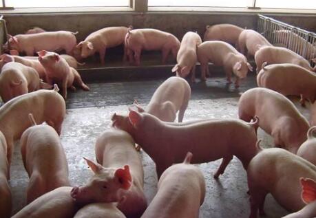 年内，中央储备的第六批冻猪肉来了！
