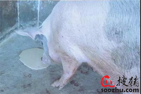当你的猪呕吐时，首先想到的是什么？