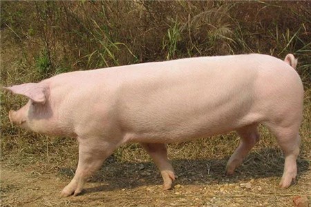 非洲猪瘟首次在菲律宾南部发现。当局下令限制动物活动
