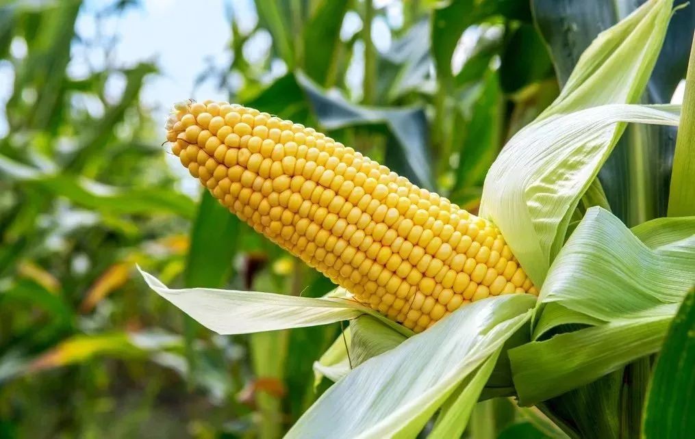 玉米价格破“1”，以后还会涨吗？
