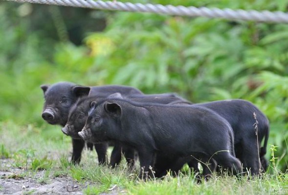 猪场生物安全中最常见的五个错误
