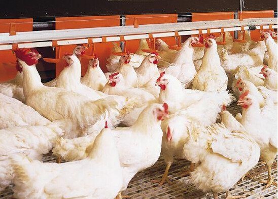 9月14日，CFT鸡评论称，鸡蛋价格持续上涨，白羽鸡价格涨跌互现
