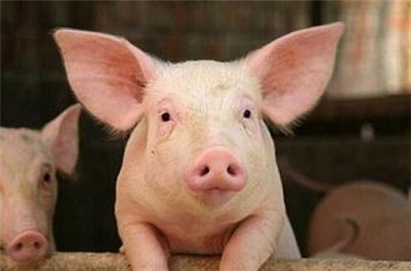 夏天霜冻，猪在炎热的夏天不节食，有什么办法可以预防中暑？
