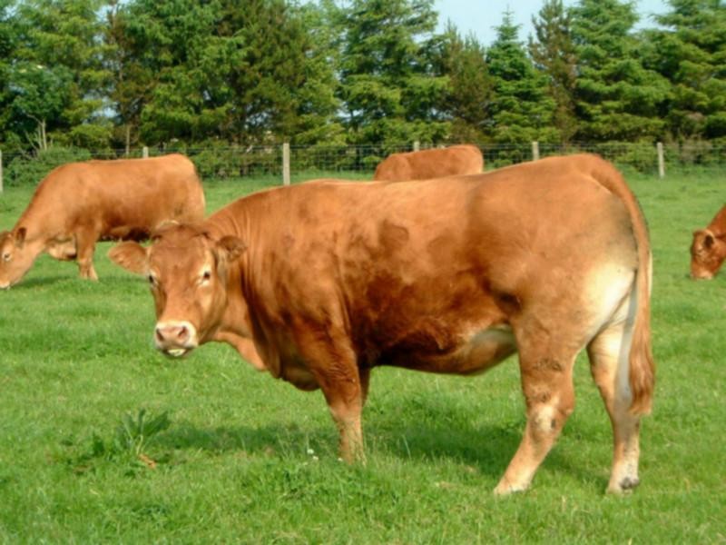 牛怎么才能快速增重？牛快速增重的饲养方法有哪些？
