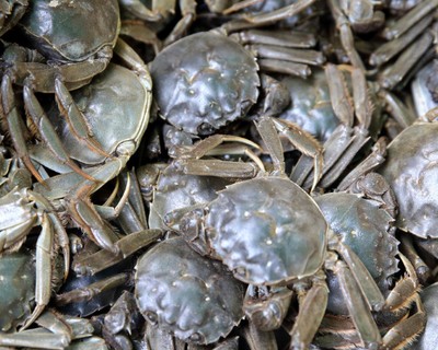 河蟹的繁殖条件是什么？河蟹文化有哪些误区？