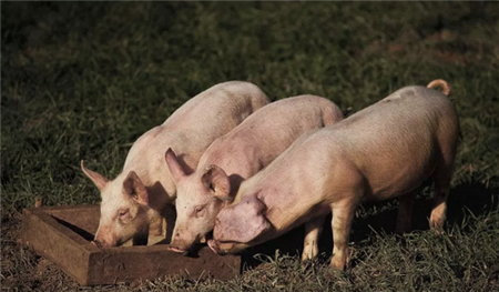 新冠肺炎和非洲的猪瘟养猪