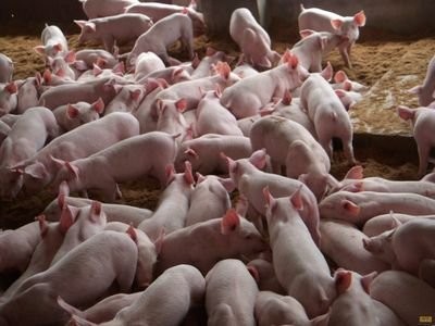 养猪场的牛共享“三天”管理规则，让你更容易养猪！
