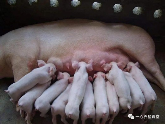 【经验贴】警惕:母猪繁殖这五个阶段的生殖疾病！
