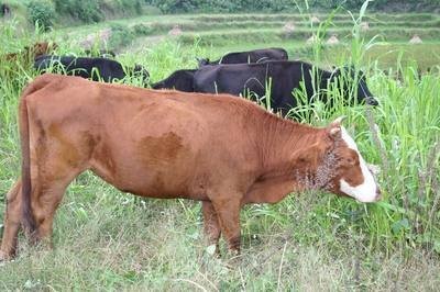 饲养肉牛的六大常见病，一定要注意预防

