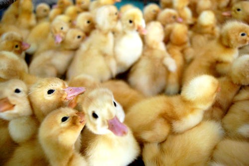 2020年2月4日，受疫情影响，养殖企业家禽市场惨淡
