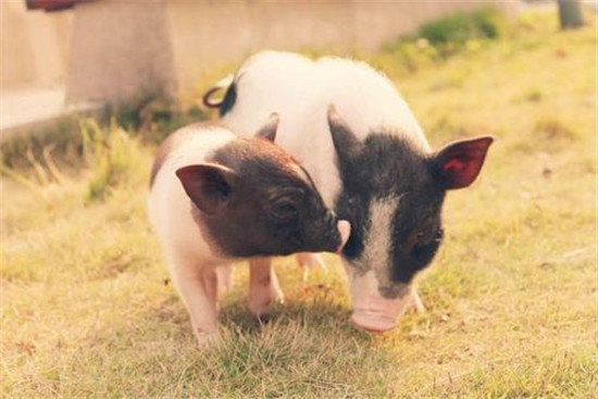 专家们终于搞清楚了导致27日生猪价格大幅上涨的三大原因