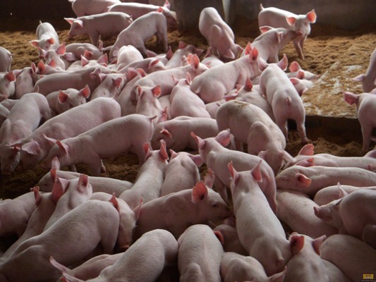 50头母猪养殖场，简单高效的接种方式！

