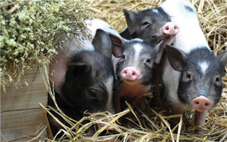 台州大力发展优质生猪生产和供应
