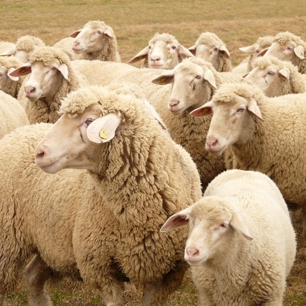 圈养的羊能长得快吗？圈养的羊怎么长得快？
