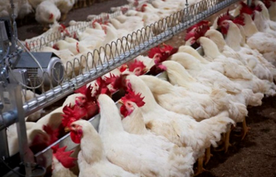 1月22日，CFT鸡评论称，鸡蛋价格稳定，白羽鸡价格涨跌互现
