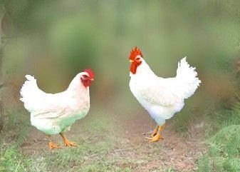 9月1日，CFT鸡评论称，鸡蛋价格支撑有限，白羽鸡价格继续回调
