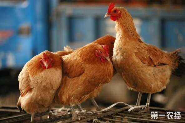 新疆家禽业技术体系的构建
