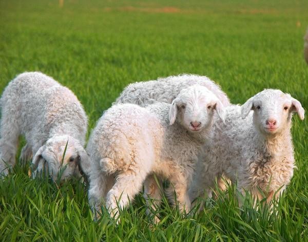 锡林郭勒盟西乌珠穆沁旗的养羊业正在向高质量发展
