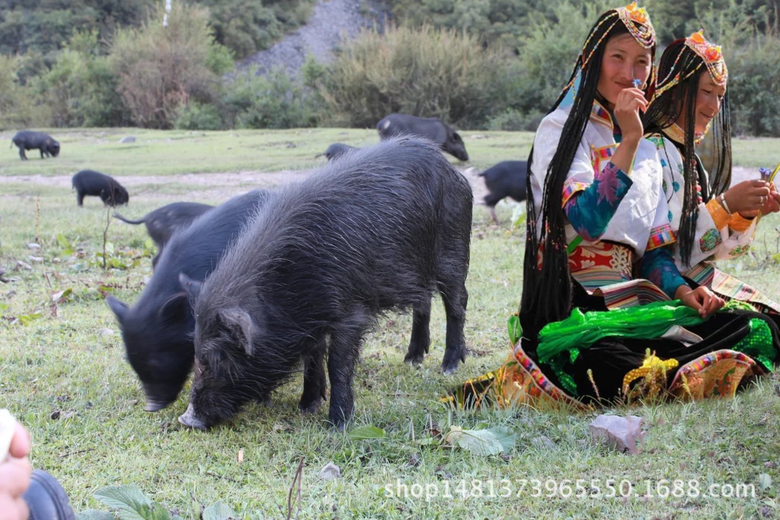 西藏山南:西藏香猪养殖走出致富之路
