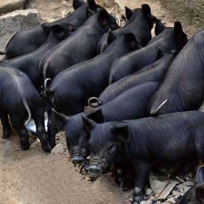 养李察黑猪赚钱吗？李察黑猪养殖效益如何？
