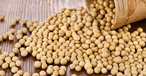 国产豆可能不再吃紧。大豆价格在新的季节可能会更高和更低
