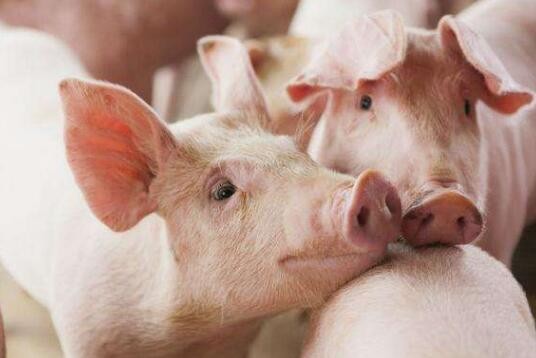 安徽省拨款630万元应对非洲猪瘟
