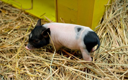 疯狂扩张！一只7斤的小猪价格高达1700-1800元！