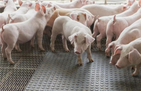 沈阳:投放3500吨储备冻猪肉，满足节日消费需求！