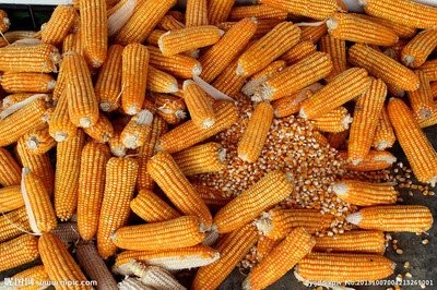 玉米价格“回暖”有望回落空有限
