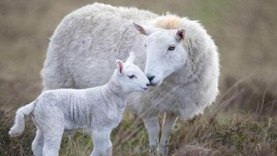 母羊产后瘫痪怎么办？
