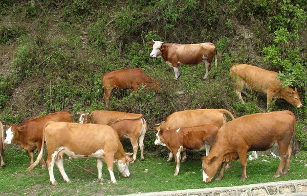 如何快速育肥肉牛？肉牛养殖的育肥技巧！

