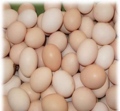 今天，2020年8月18日，美国大部分地区的鸡蛋今天继续回落
