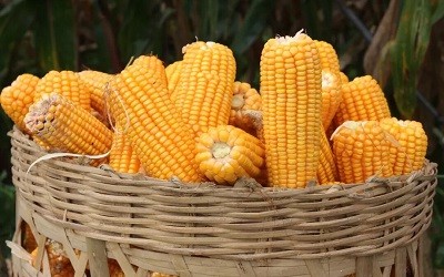 玉米涨100元/吨只是个开始！