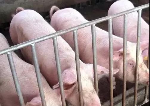 六大措施可以促进母猪生育。养猪的知道自己是什么吗？
