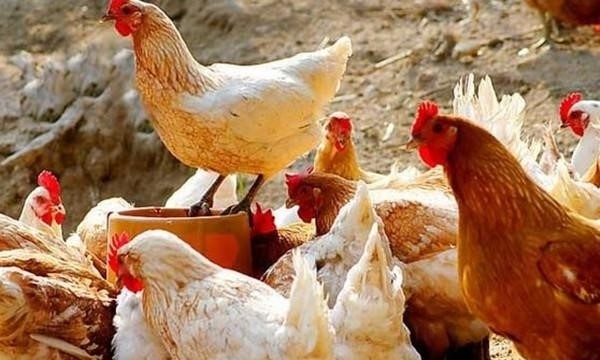 养鸡中常见的错误用药方式有哪些？
