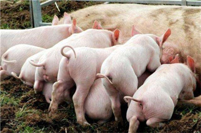 昆明:市场生猪价格暴跌，生猪价格跌破每公斤30元