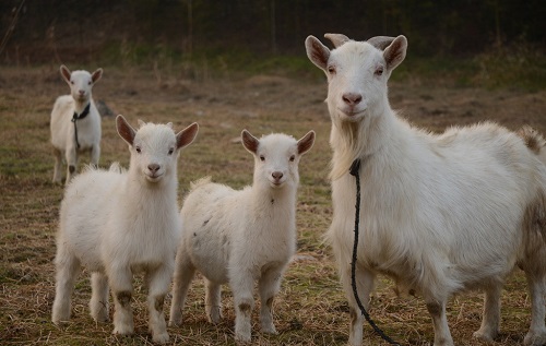 新疆维吾尔自治区哈密市发生一起绵羊小反刍兽疫