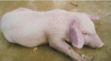 仔猪六种常见寄生虫的危害及防治方案
