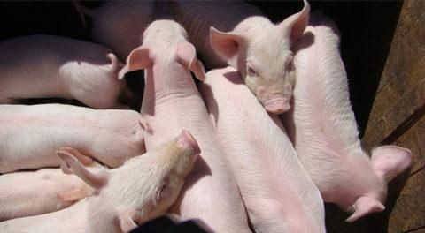 养猪户注意，这七种方法可以帮助养猪场除臭！
