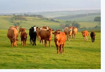 农业和农村事务部:加强内蒙古自治区肉牛种业发展
