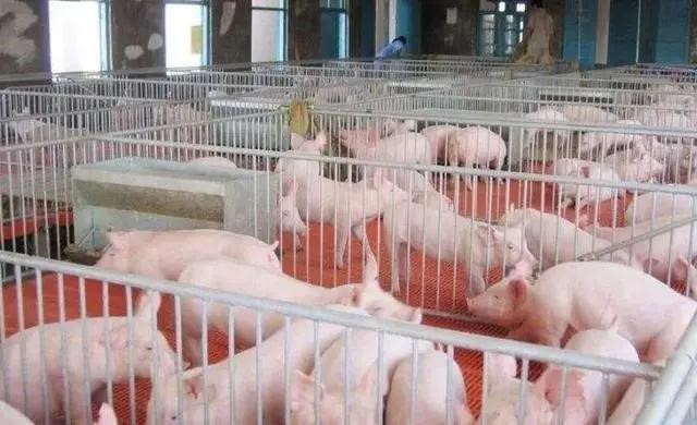 学会这三种春天养猪和养猪的方法，这样你的养猪场就不会生病了