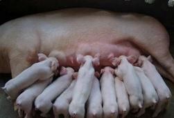 母猪产后易患的11种疾病总结，都不合理，必须看！
