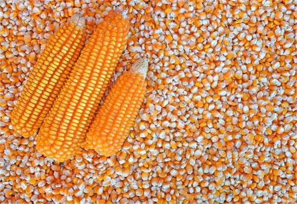 玉米最长的跌幅可能要结束了吗？